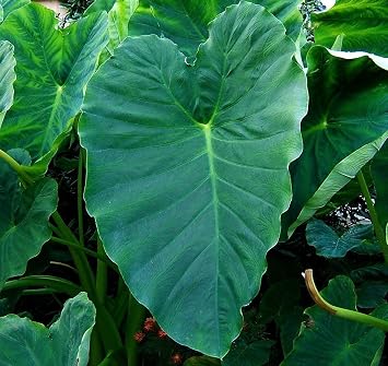 2 لمبات أذن الفيل Colocasia esculenta Tropical Plant ، الحجم 5/7