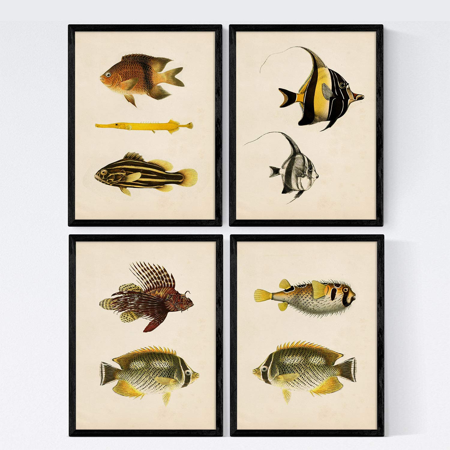Nacnic Set 4 prints of fish vintage colorful effect. Java. Collage made from 9 different fish in A3 size, frameless.