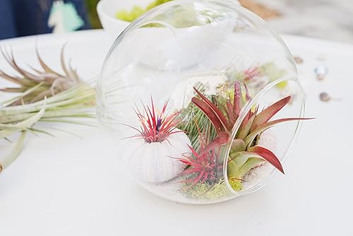 Miniatura 7 de Air plant shop Tillandsia Albida Minor - Plantas suculentas vivas de Tillandsia - Decoración para el hogar y el jardín - Plantas de interior y
