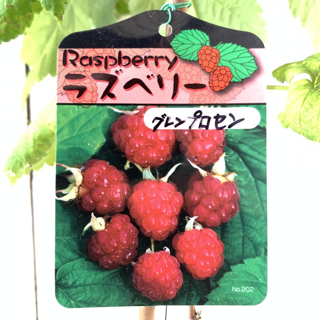 Amazon.co.jp: ラズベリー 苗木 グレンプロセン (とげなし) (赤実