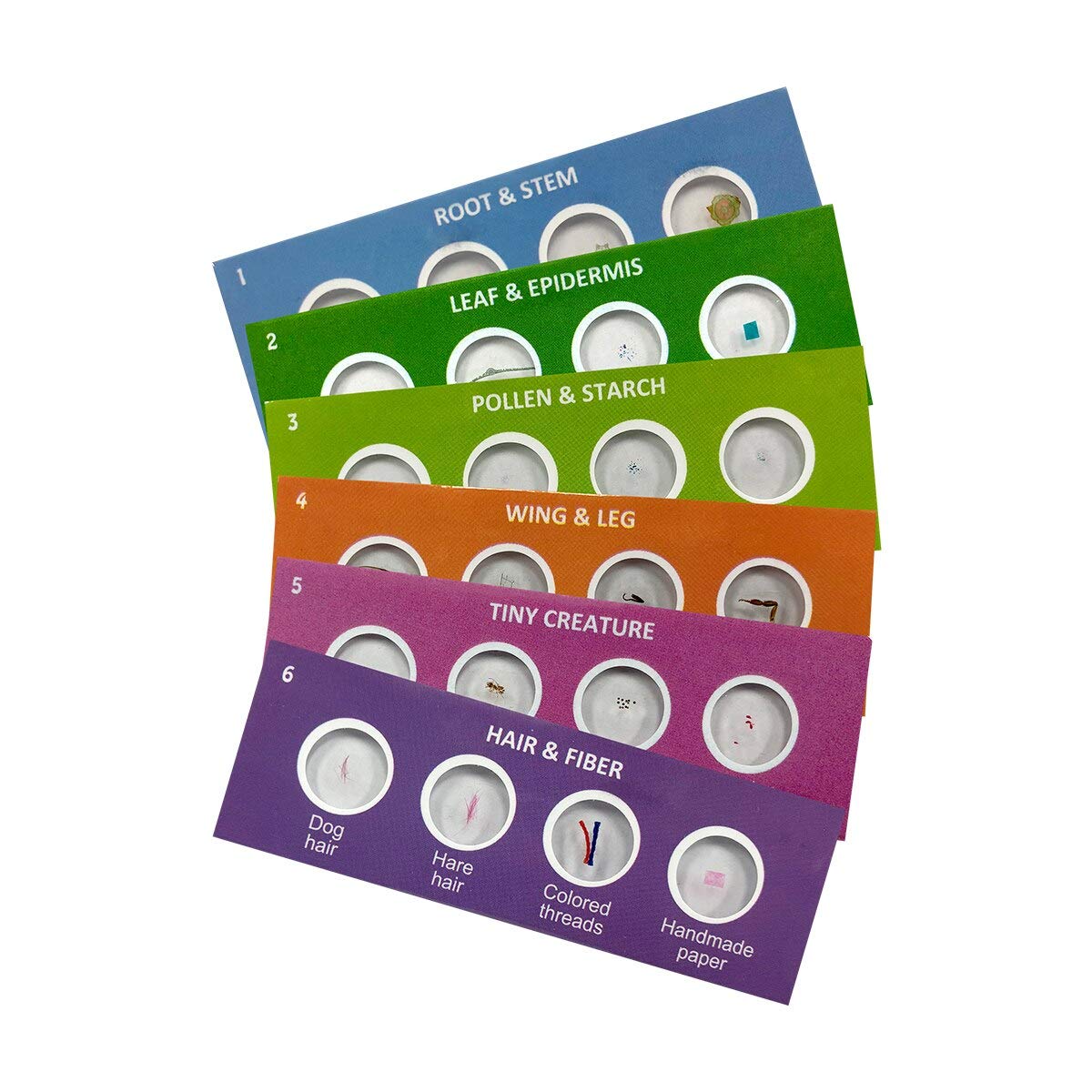 HamiltonBuhlHamilton Buhl Prepared Slides, Scout