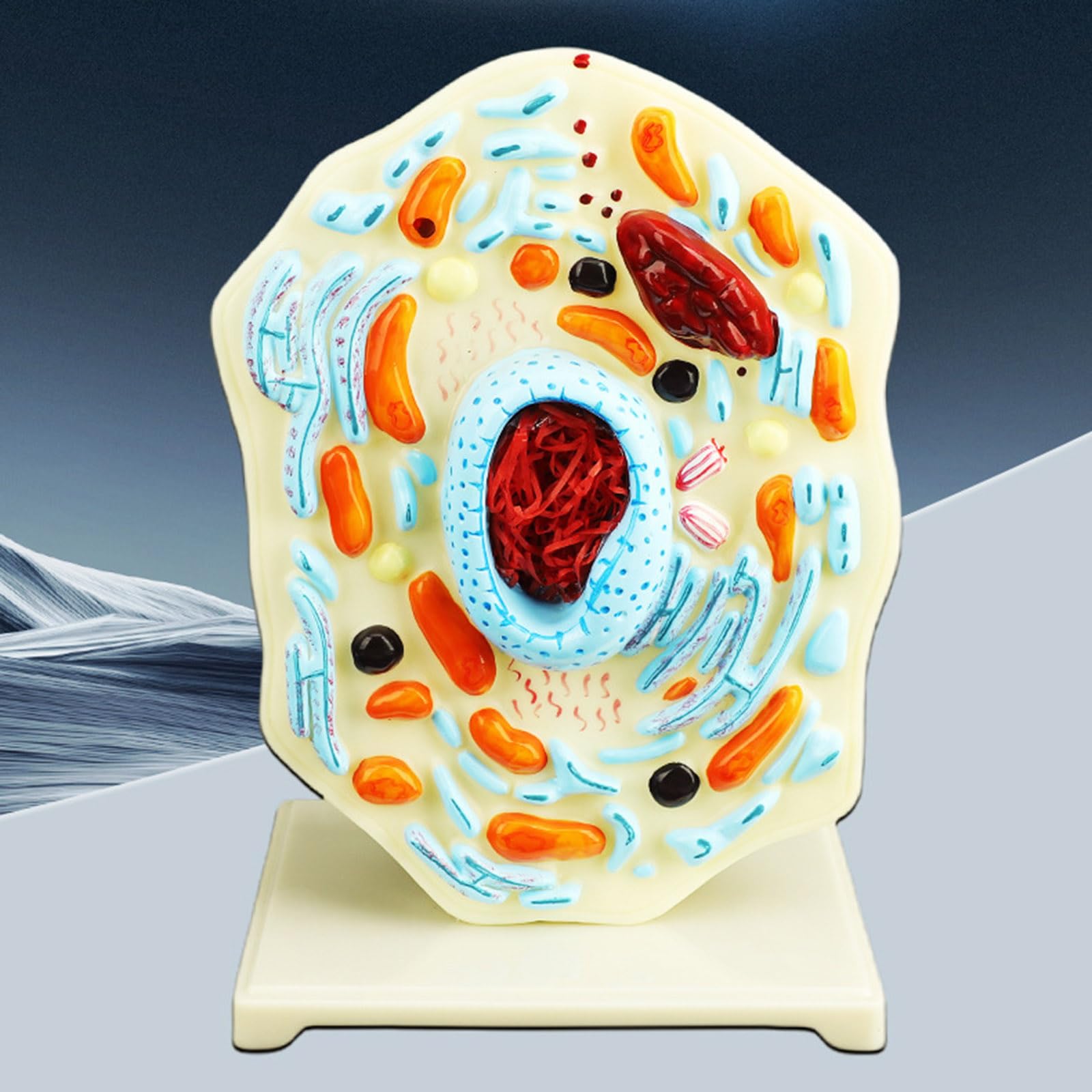 Modello portatile di anatomia cellulare modello di cellule animali Mitocondri Centrioles Strumento didattico di biologia per dimostrazione Strumento didattico di biologia