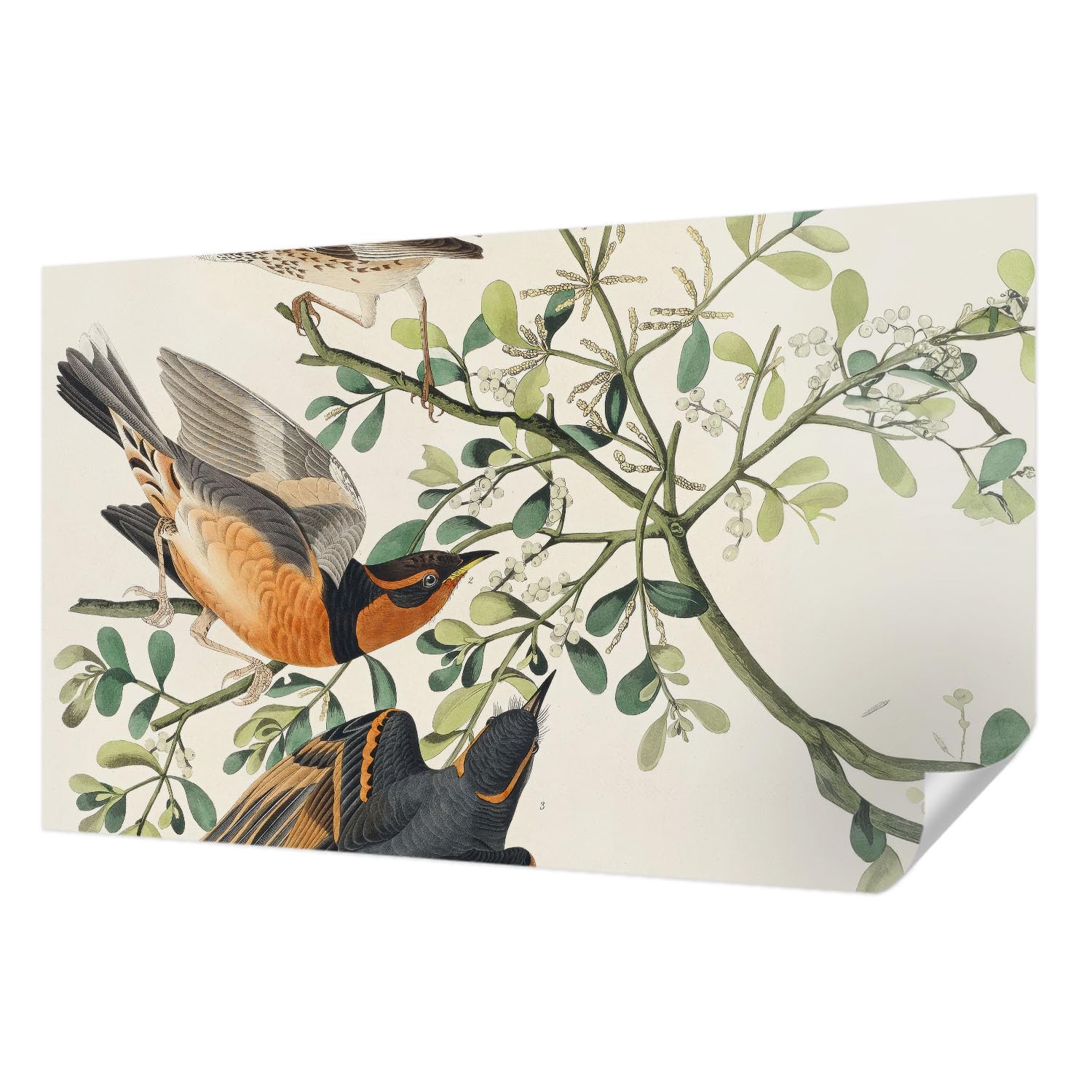 Papier peint oiseaux colorés pour chambre et salon : grand format adhésif