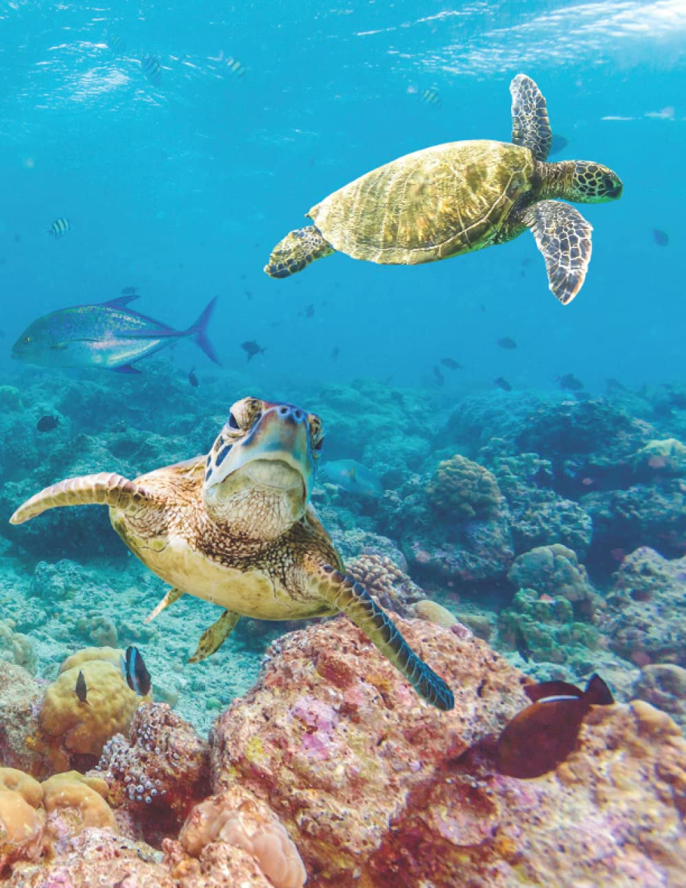 Sea Turtle Lovers Notebook/Journal: Notebook Journal/Diary/Notebook for Sea Turtle Lovers. High Quality real life Sea Turtle photographs, Wide Ruled ... to School Supplies, For Students and Teachers