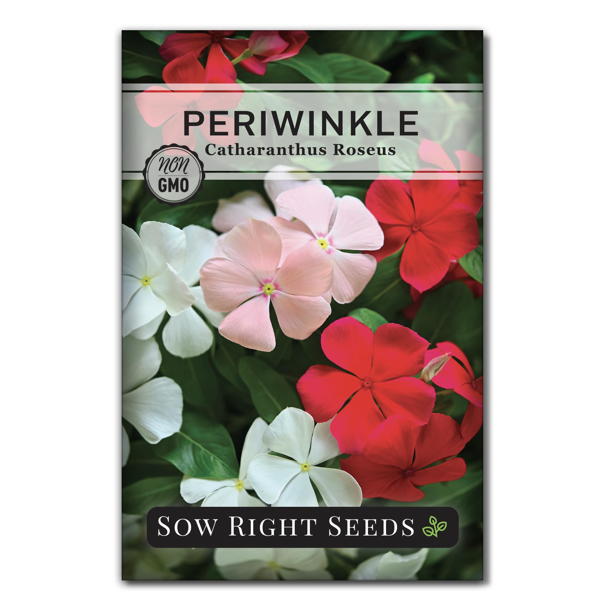 wildflower seeds partial shade Bulk Partial Shade Wildflower Seed Mix