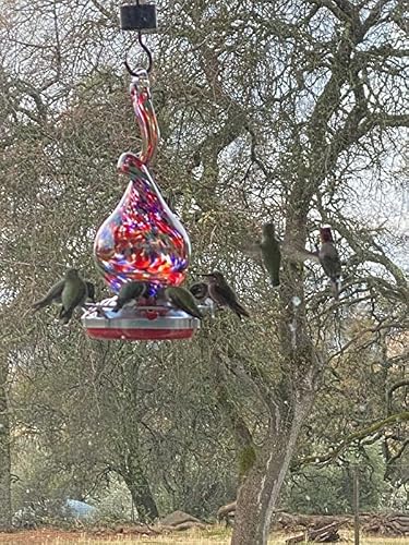 Grateful Gnome - Hummingbird Feeder - Hand Blown Glass - Gnarly Neck Gourd - 16 Fluid Ounces Kit Includes S-Hook, Ant Moat And Brush Included #TOP7