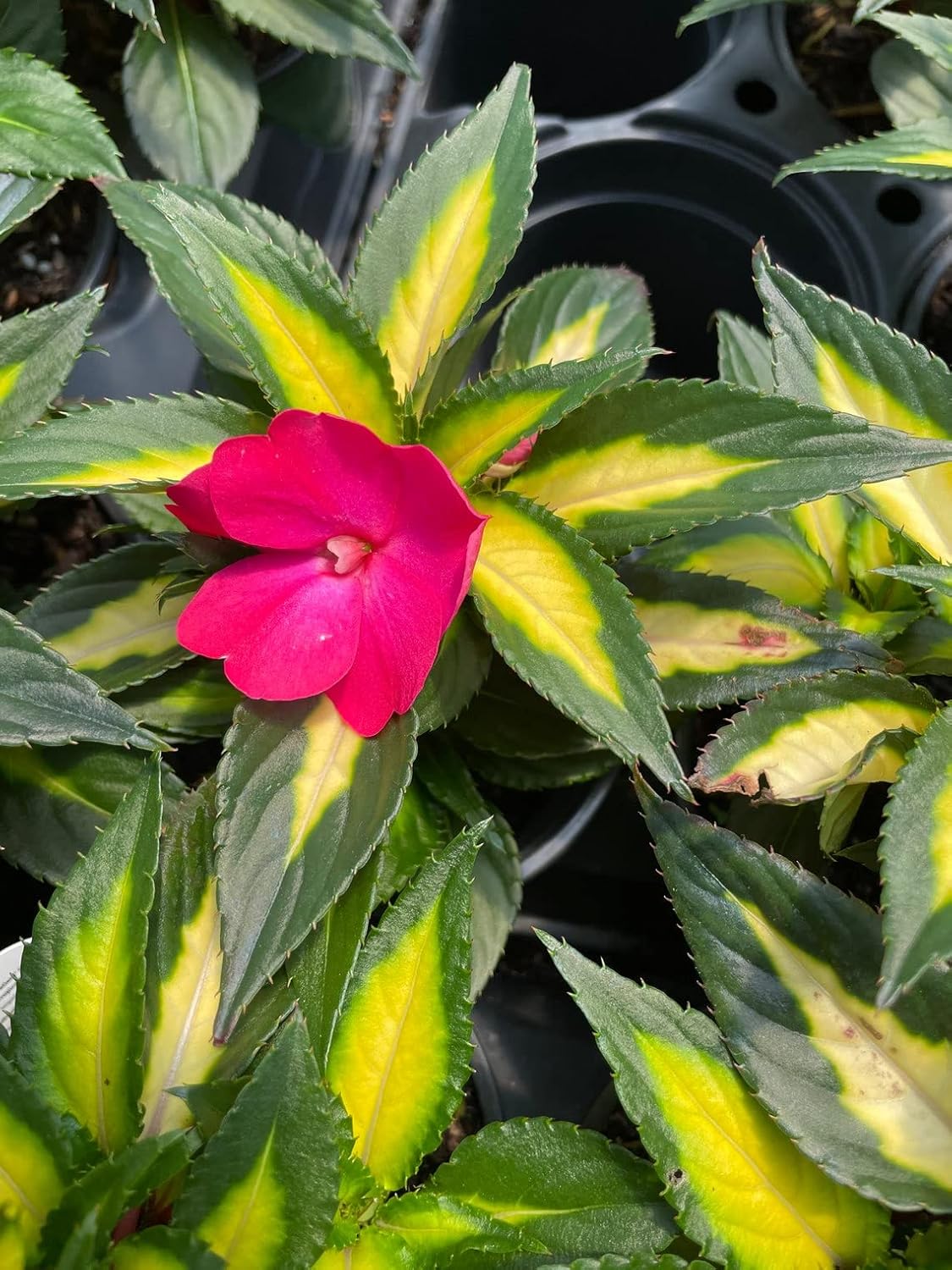3 Sunpatiens Tropical Rose in a 4" Pot Deer Resistant