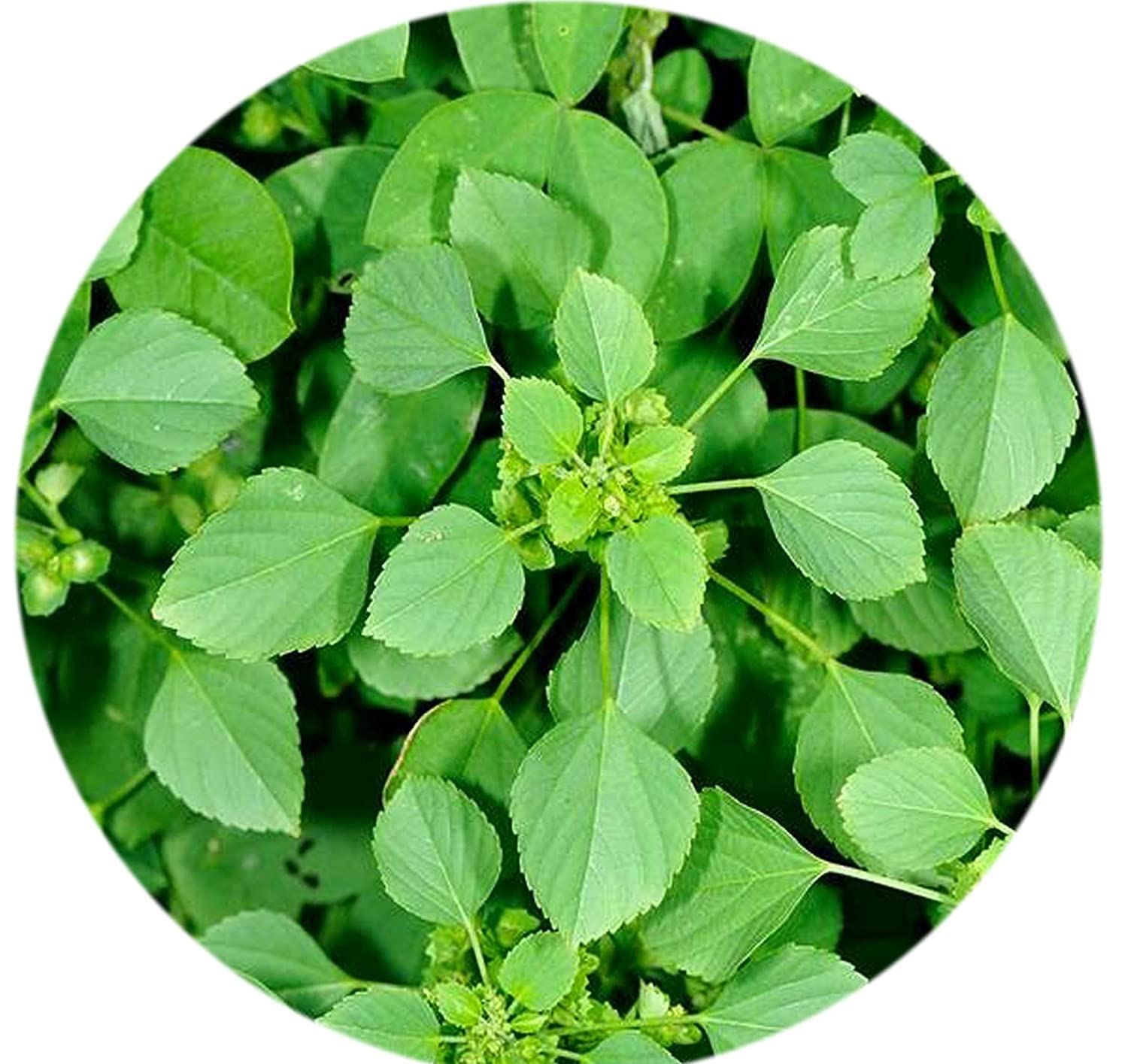 Sree Madhava Sai Organics Acalypha Indica/Indian Mercury/Indian Copperleaf/Kuppaimeni Leaves Powder - 50 Grams 4
