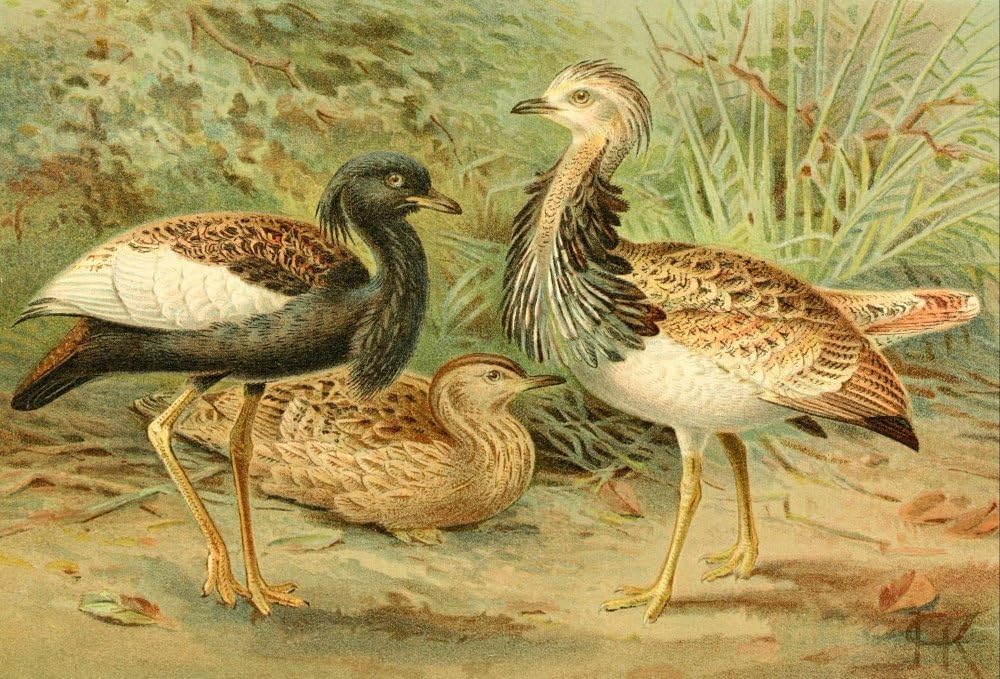 PosterazziRoyal Natural History 1893-1896 Florican & MacQueen's Bustard Poster Print by J.G. Keulemans, (24 x 36), Varies
