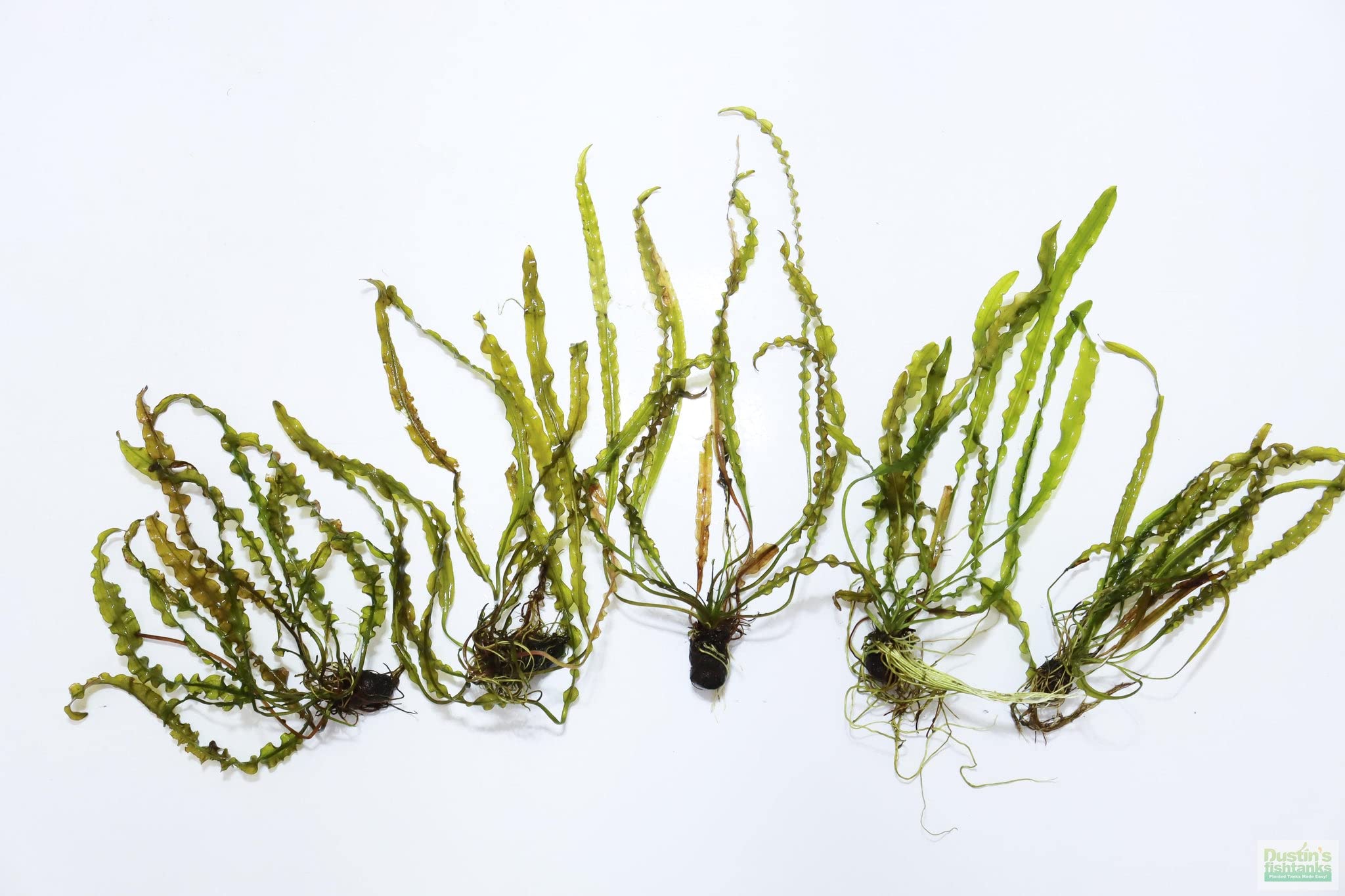 Aponogeton longiplumulosus bulbs for aquarium and pond pack of 5 (B0BY3387FZ) Amazon Price History, Amazon Price Tracker