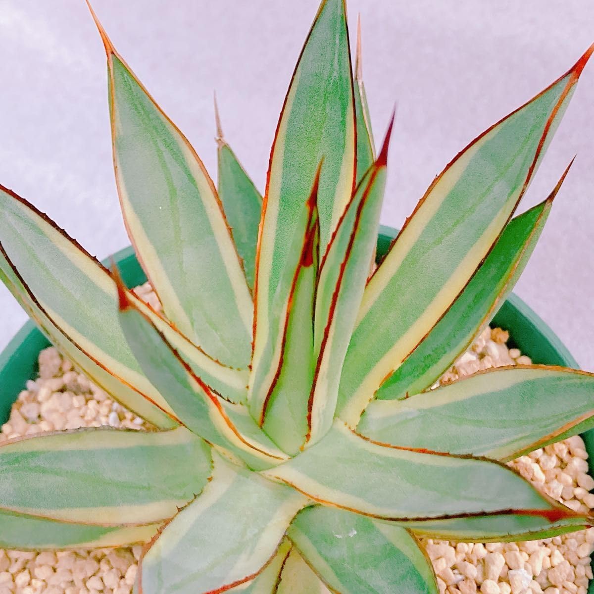 おしゃれグリーン 《 》ベンガレンシス 8号 観葉植物 フィカス 