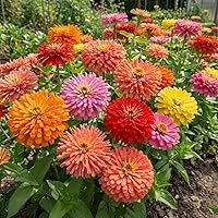 Vista 6 de Semillas de vid de trompeta de colibrí rojo oscuro Colibríes resistentes Love It jocad (20 semillas)