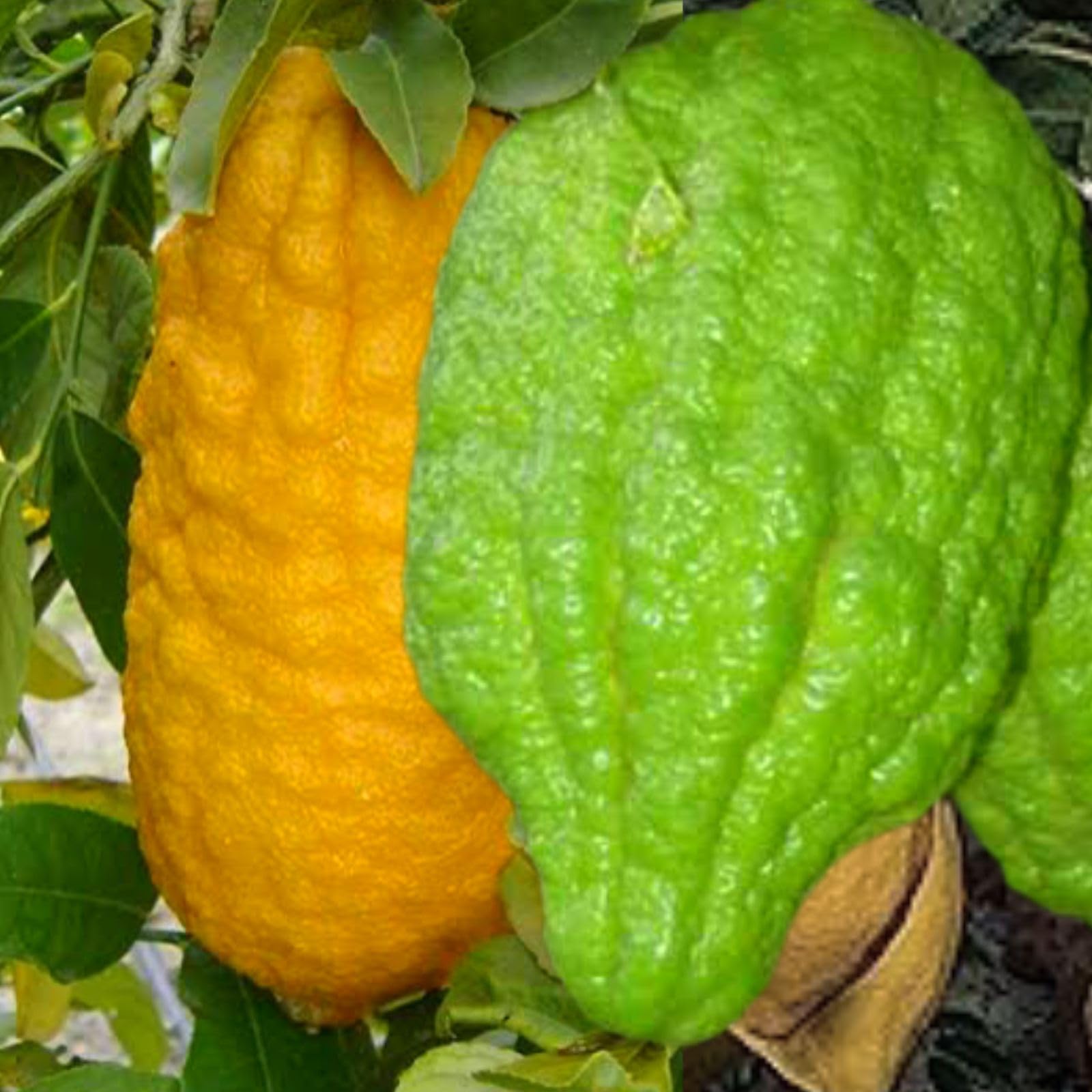 Ganapathi Naranga- VENUS-ONLINE Ganapathi Naranga (Citron) - Lemon Fruit Live Seedling Plant (B0C9TDDH4M) Amazon Price History, Amazon Price Tracker