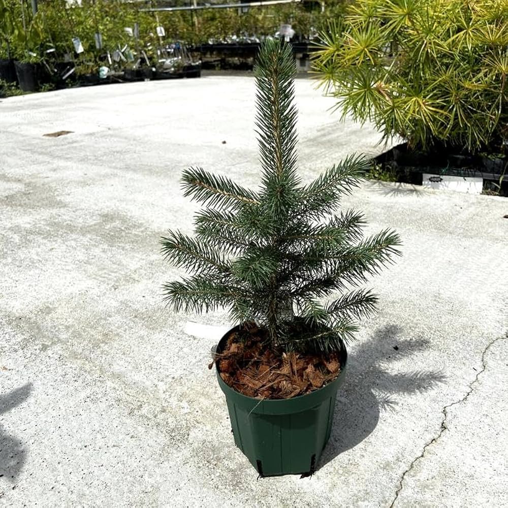 プンゲンス トウヒ スーパーブルー 特大苗木最高等級 極上品‼️ トウヒ プンゲンス トウヒ スーパーブルー 特大苗木最高等級 極上品‼️ トウヒ