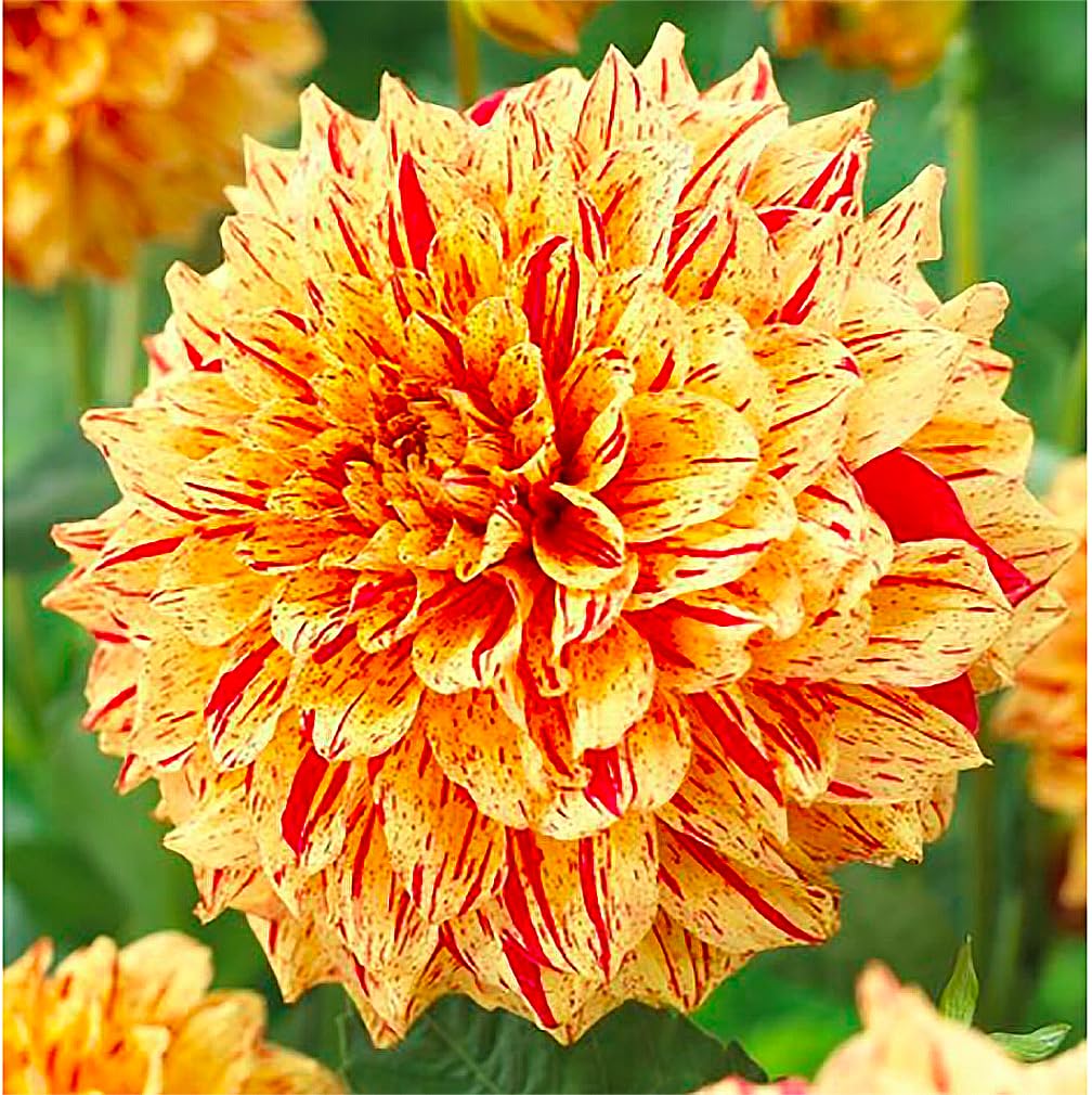 Gloriosa Dahlia - 5 Gallon Size Bare Root Tuber - Giant Dahlia Bulbs for Spring Planting 2025 - Vibrant Multi-Color Blooms for Outdoor Gardens