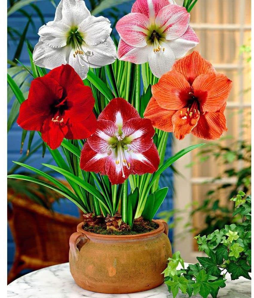 Amaryllis Lily Flowering Bulbs Pack of 5 (Multicolour) With Good Germination Rate By Angiooutlets-image-21