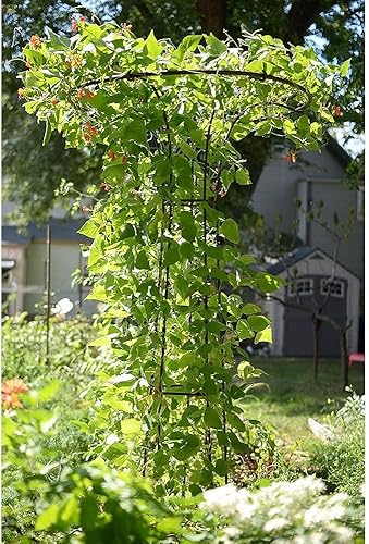 Miniatura 3 de Oakestry Enrejado de hongos de 72 pulgadas para plantas trepadoras al aire libre, marco de jardín vertical para vides, césped, pilones, enrejado,