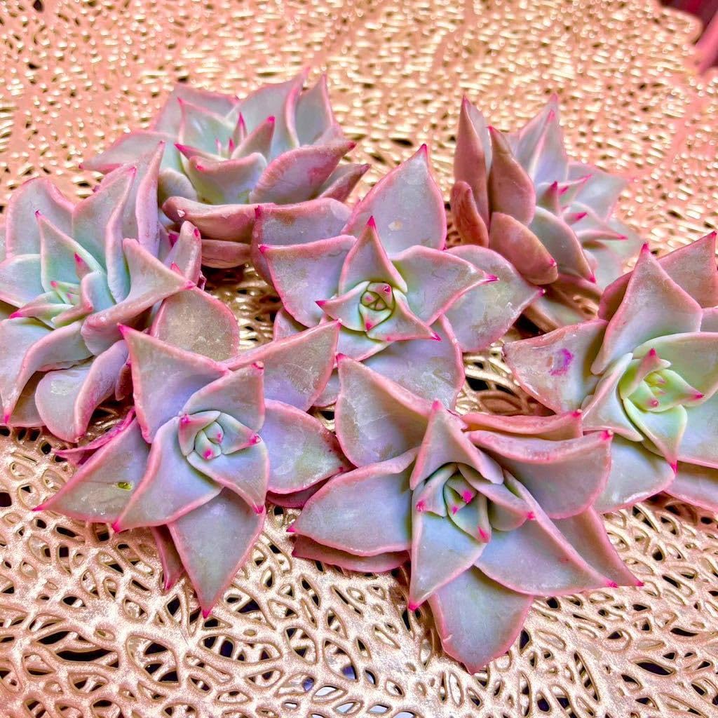 Amazon.co.jp: 韓国苗多肉植物ピンクマディバ美苗カット苗 : DIY