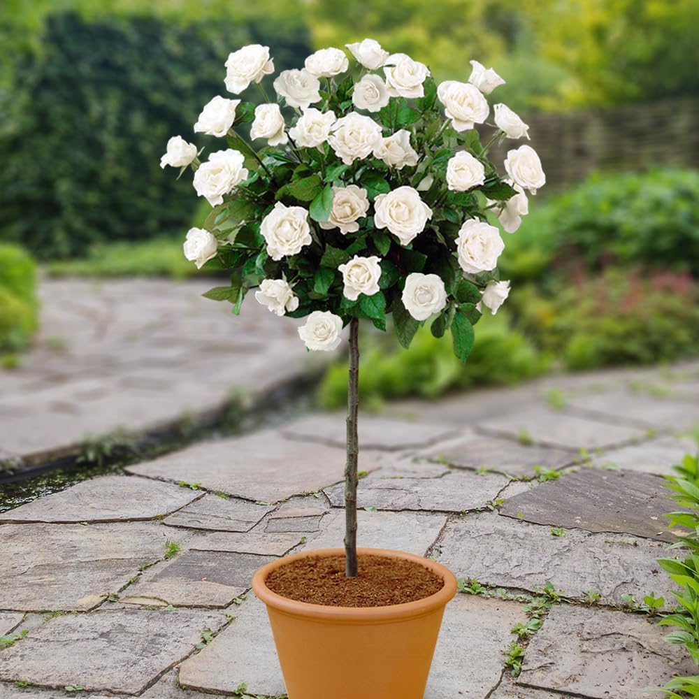 YouGarden Patio Standard White Rose in 4 Litre Pot, Ready to Plant, 40cm Stem