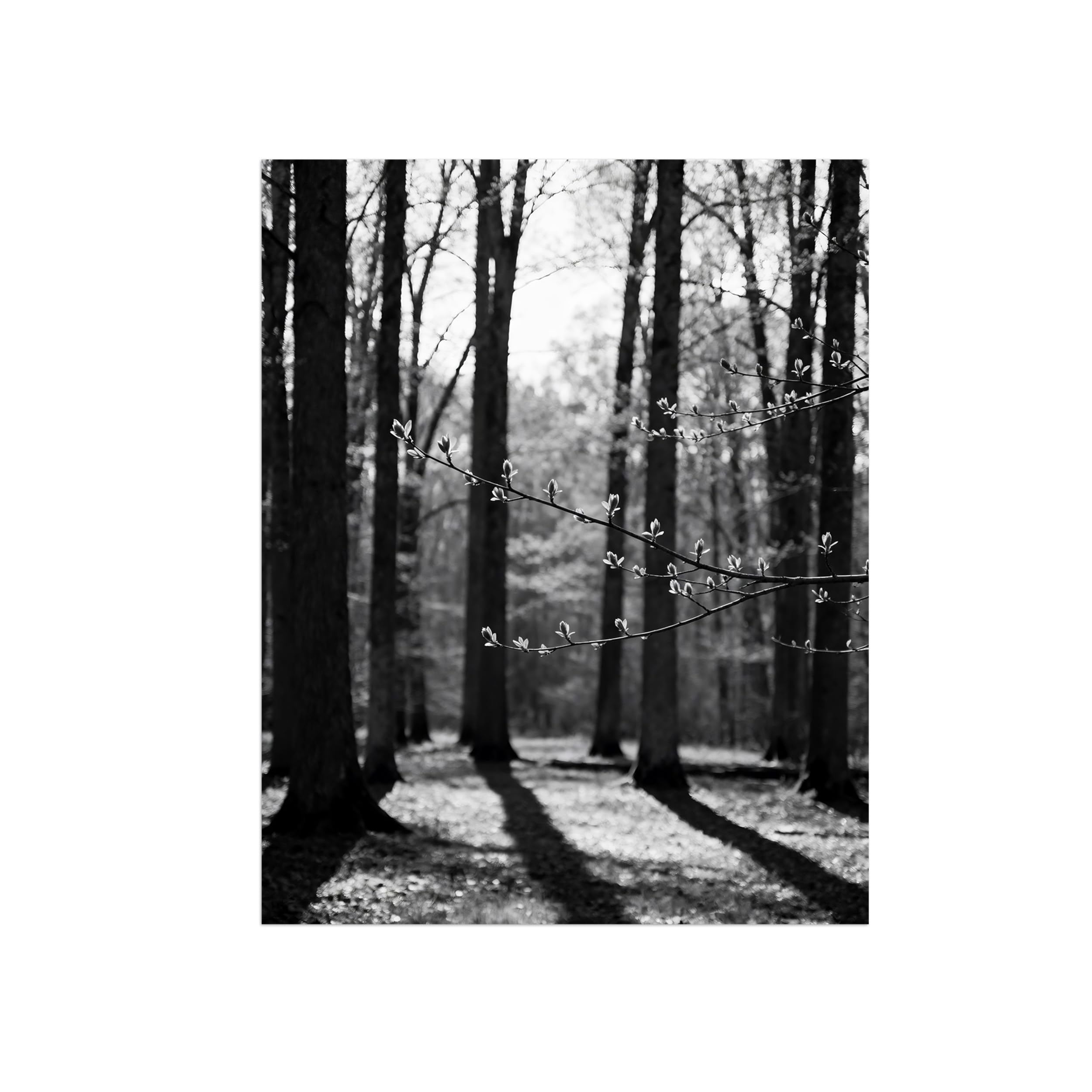 OZPWBVY Tree Flowers Black White Landscape Wall Art Prints 50x65cm Unframed