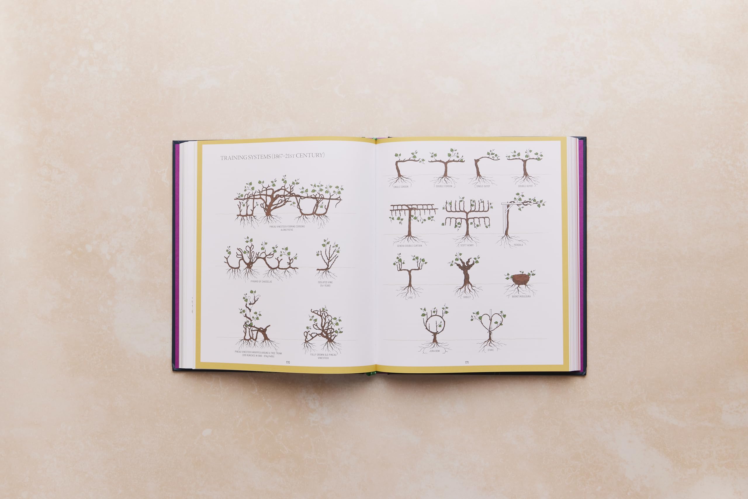 One Thousand Vines: A New Way to Understand Wine