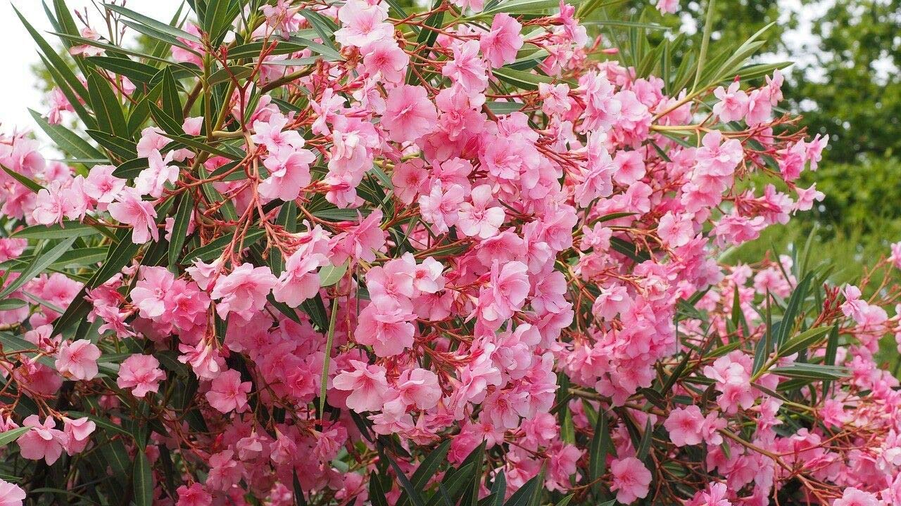 Mediterrano Oleanderdünger – Spezialdünger für üppige Blüten & kräftige Pflanzen – Fördert Wachstum, Blattgrün & Blühfreude – Flüssigdünger für Oleander im Außenbereich. 10 KG