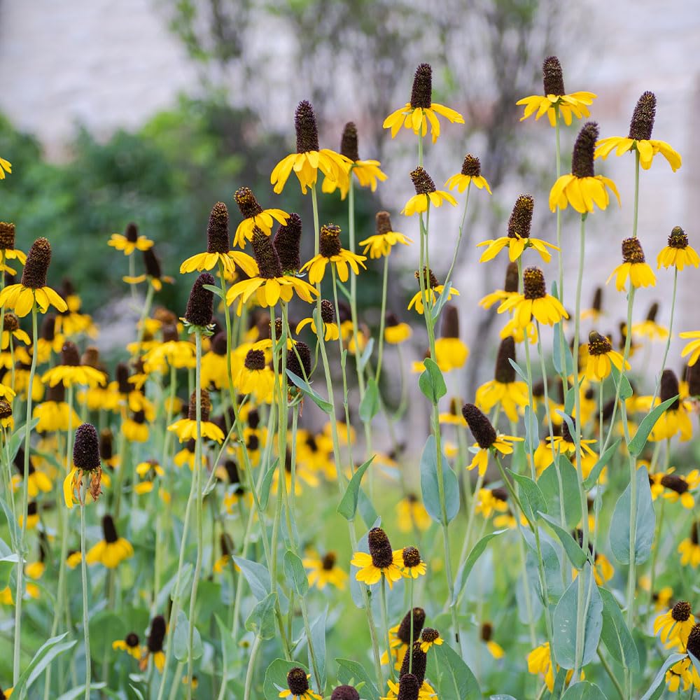 Rudbeckia Amplexicaulis Seeds – RHS Award of Garden Merit – Drought Tolerant, Prairie Coneflowers – RHS Plants for Pollinators – Half Hardy Annual – for Your Beautiful Garden
