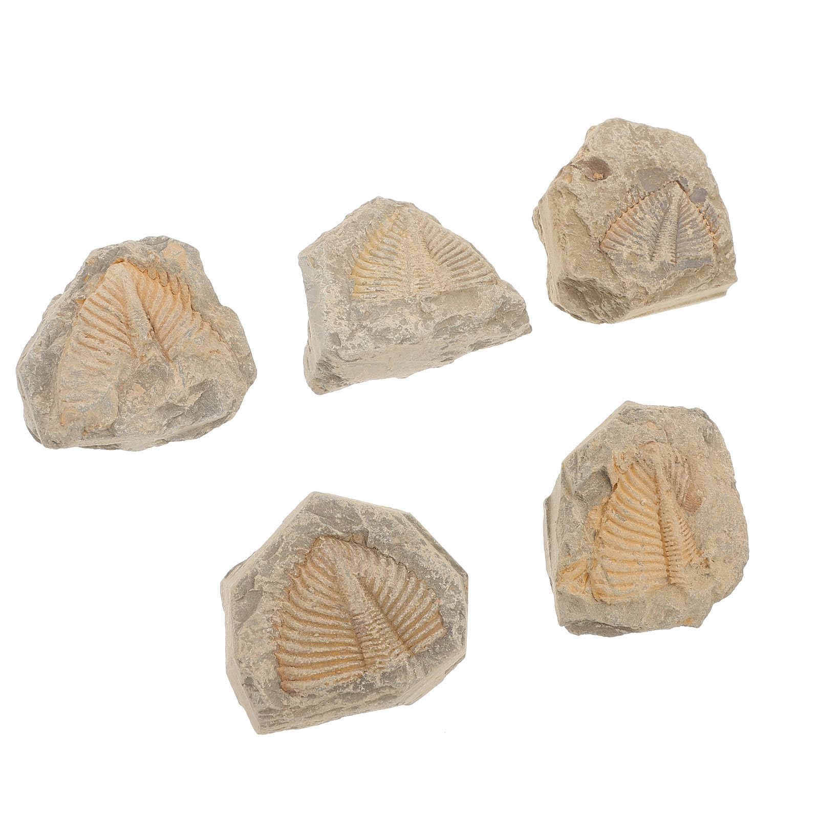 Fossiles de Trilobites Naturels 5 Pièces, Spécimens Pédagogiques Uniques Aléatoire, Modèle de Simulation D’arthropode Ancien pour Collection et Enseignement Scientifique