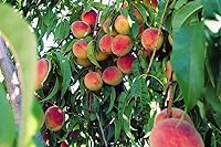 Vista 7 de Árbol de Melocotón Contender - Planta frutal viva autopolinizante de 2 a 3 pies de altura, enviada por DAS Farms (No California)