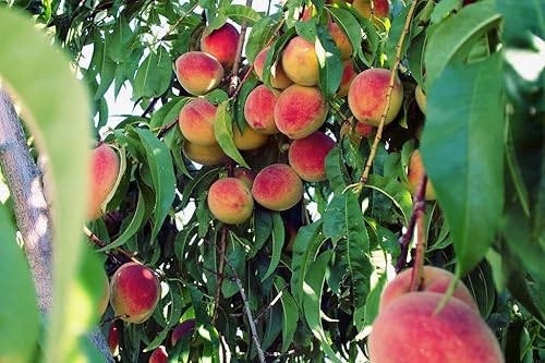 Miniatura 7 de Árbol de Melocotón Contender - Planta frutal viva autopolinizante de 2 a 3 pies de altura, enviada por DAS Farms (No California)