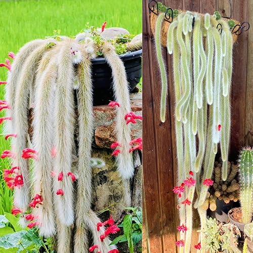 Planta viva de cactus de cola de mono, cactus arrastrado, suculenta colgante para plantar, en maceta de 2 pulgadas