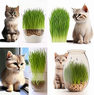 Wheat Grass Seeds, Cat Grass Seeds 400 Seeds - Non GMO Sprouting Seeds - Easy to Grow. Cat Grass for Indoor Cats