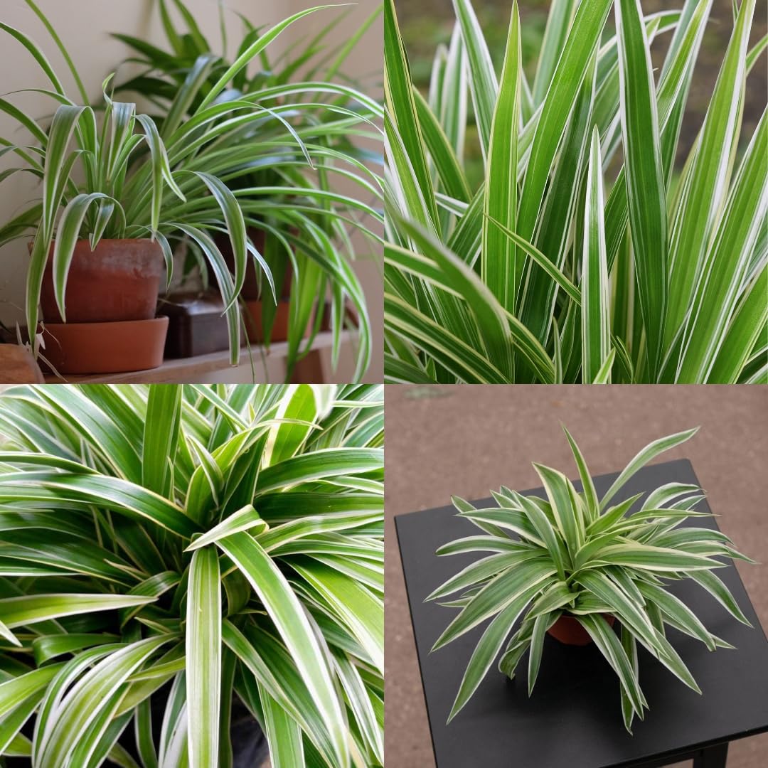 ibains Spider Plant Indoor Live | Big Size (Pack Of 1)-image-33
