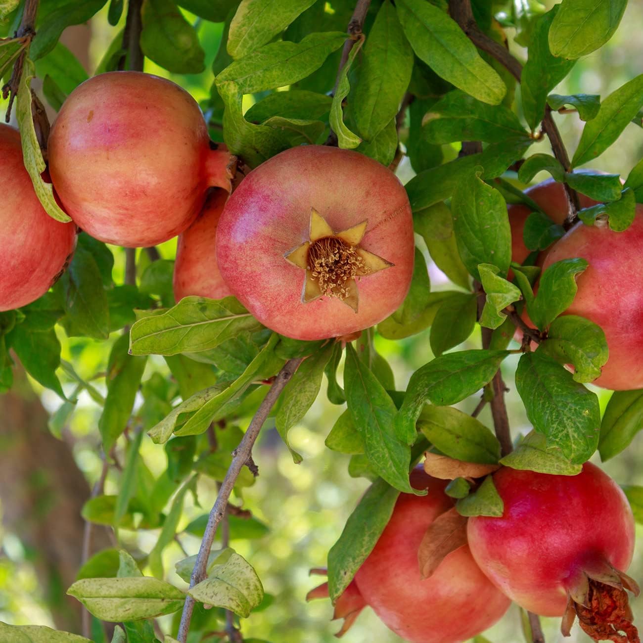 Russian Pomegranate in a 1 Gal. Grower's Pot | Cold Hardy Drought Tolerant | Yields Large Delicious Fruit | Real Dwarf Fruiting Tree