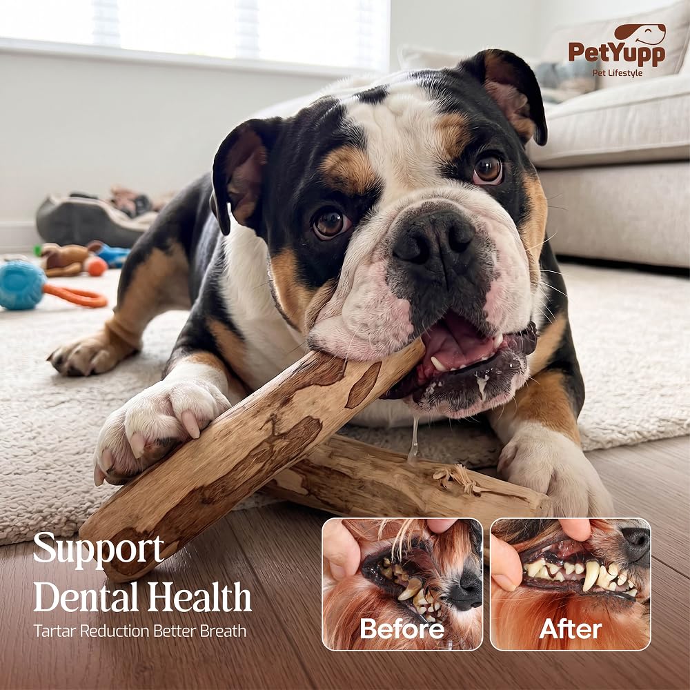 Juguete masticable para perros de madera de café 100 % natural, grande, paquete de 2, juguete duradero para masticadores agresivos, promueve la salud dental, reduce el sarro y es seguro para