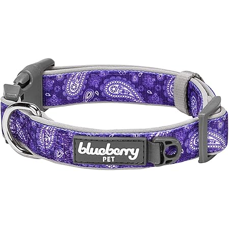 violet dog collar