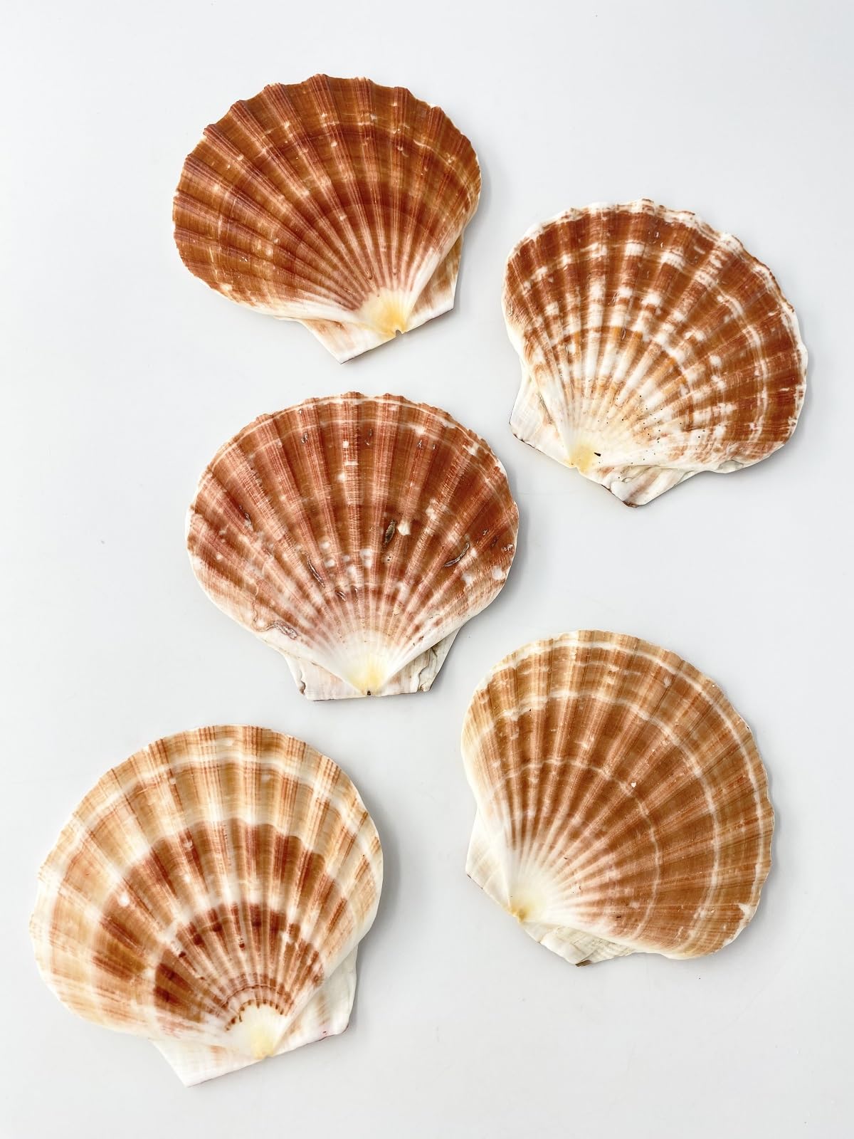 Amazon.co.jp: 【貝殻の問屋さん】イタヤガイフラット(貝殻のみ)【約10