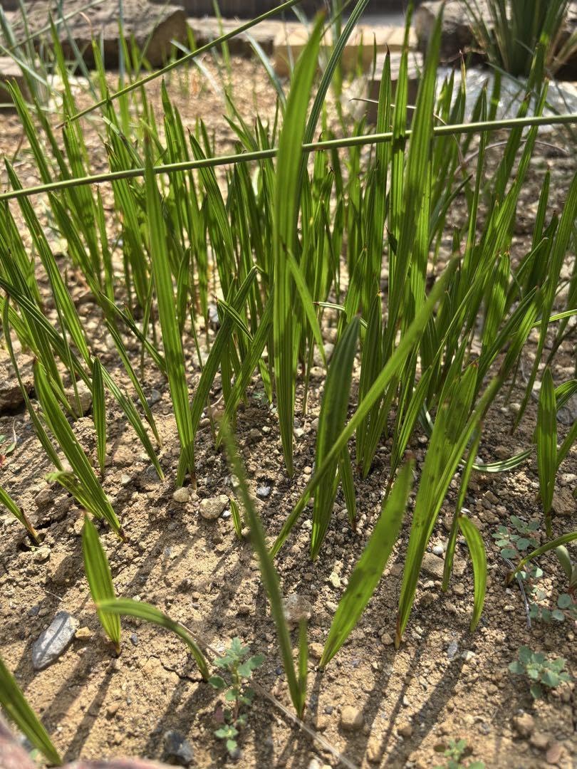 Amazon.co.jp: ココスヤシ 苗 10本セット＋1本サービス : DIY・工具