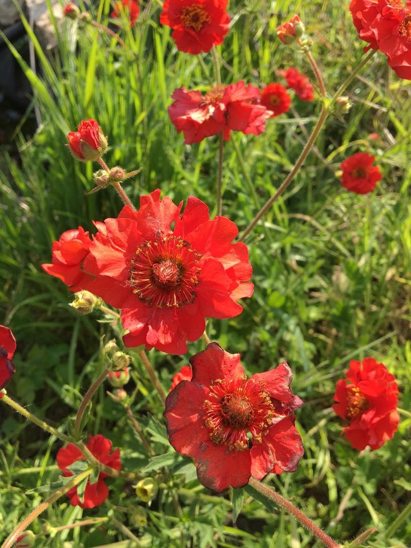 Geum Mrs Bradshaw - Red Flowering Herbaceous Perennial - 3 x 9 cm Pot Plants
