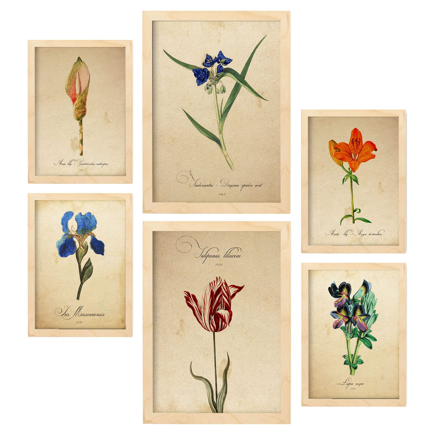 Nacnic Blue Flowers Posters. Full Colour Nature and Botany Prints with Floral Themes in Vintage Paper Style. Aesthetic Illustrations for Interior Design and Decoration. A4 & A3 Lightwood Frames.