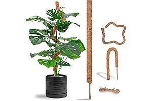 Sturdy Grape Vine Pole for Lush Indoor Plants