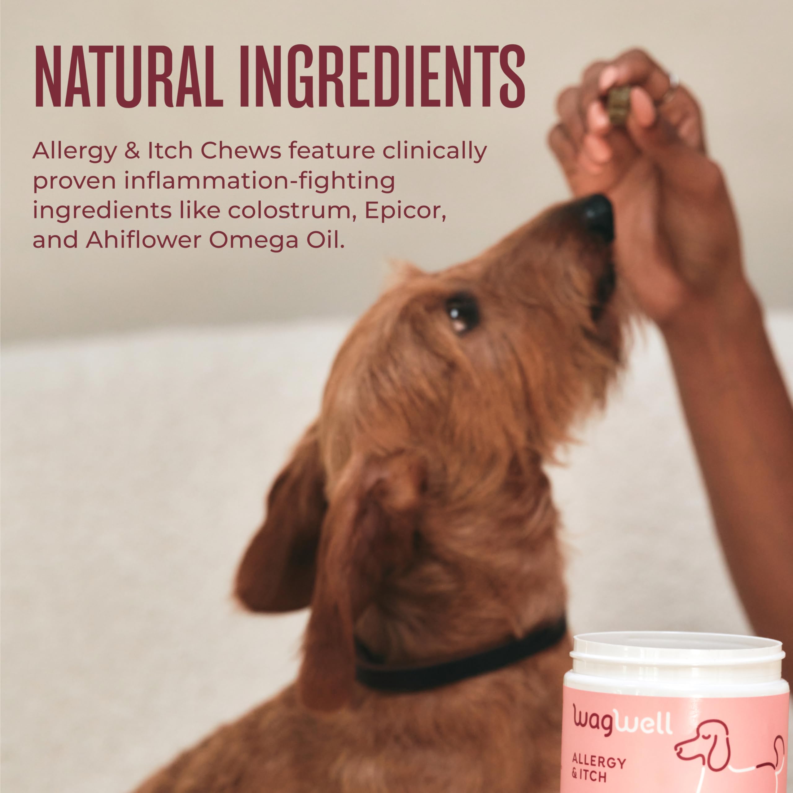 WagWell Allergies et démangeaisons à mâcher – Aromatisé au poulet – À base de plantes avec du colostrum et de la spiruline – Complément alimentaire pour la peau et le pelage de chien pour soulager les