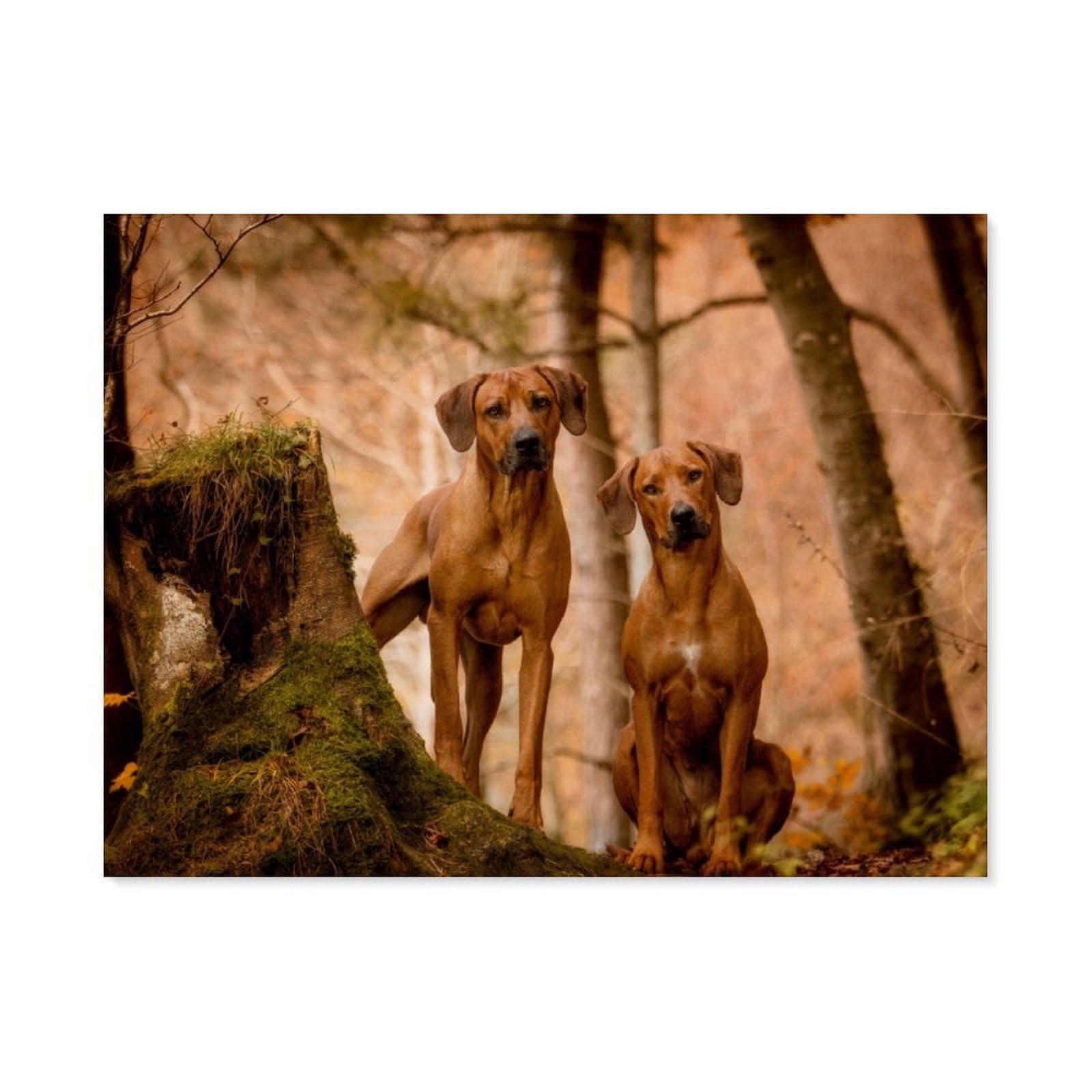 Gsbrsnts A19 Diy Oil Painting Paint By Number Kit，Rhodesian Ridgeback，Diy Painting By Number Kits Oil Paint Drawing Canvas Home Decor Gift(40X50cm-Ah67