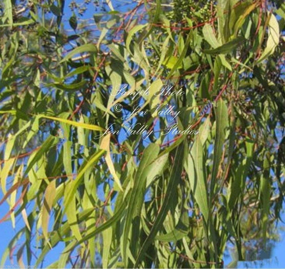 Eucalyptus Citriodora - Eucaliptus De Limón Semillas