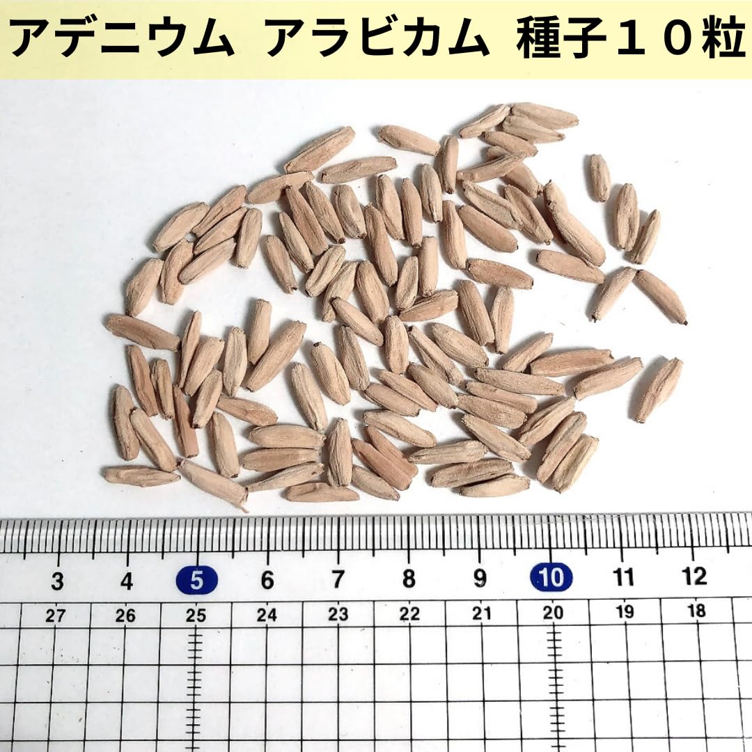 Amazon.co.jp: 【種子】 アデニウム アラビカム 種 10粒 Adenium