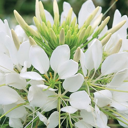 Miniatura 7 de Outsidepride White Cleome Seeds - 1000 semillas de flores anuales con flores grandes, aireadas, arañas, tolerantes a la sequía para xeriscaping,