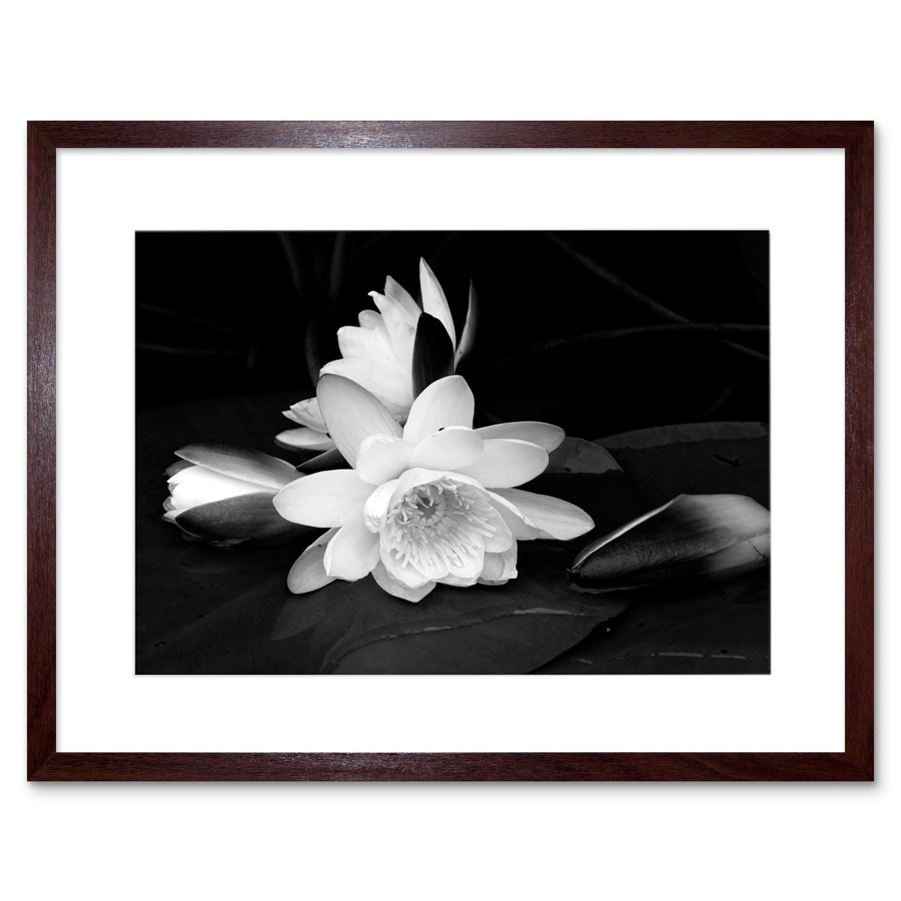 Wee Blue Coo White Flower Bloom Black Background Picture Framed Wall Art Print