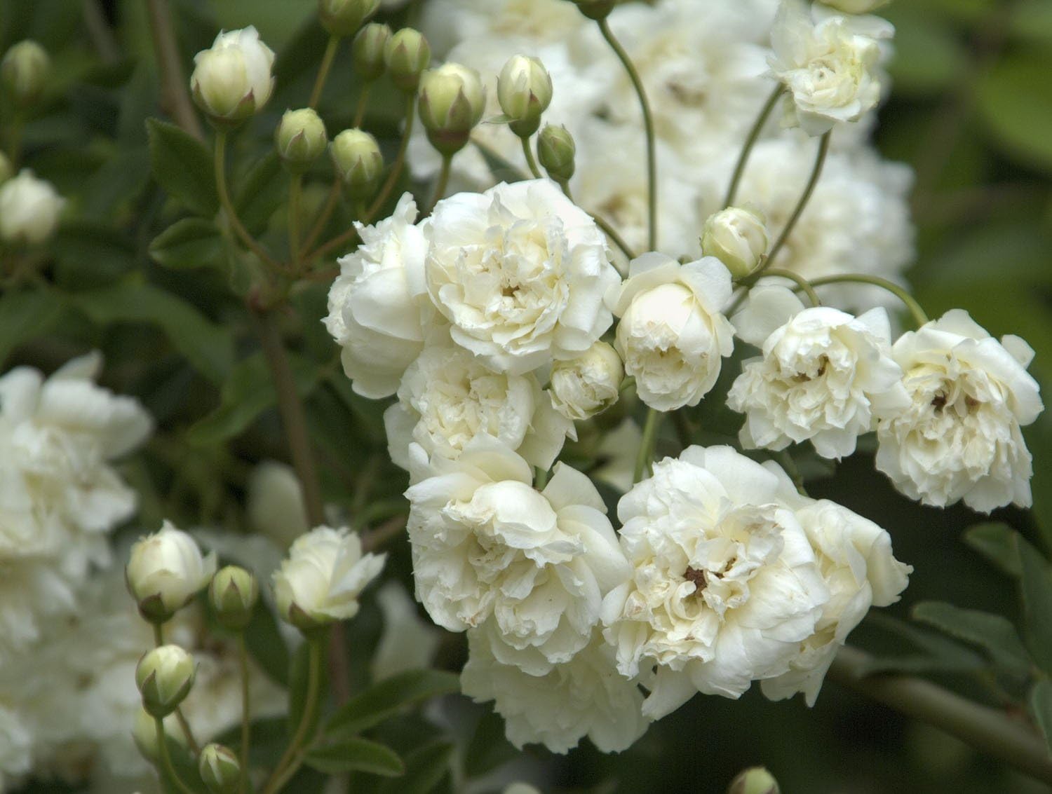 CATTERPILLAR FARM White Climbing Rose 1 Healthy Live Plant