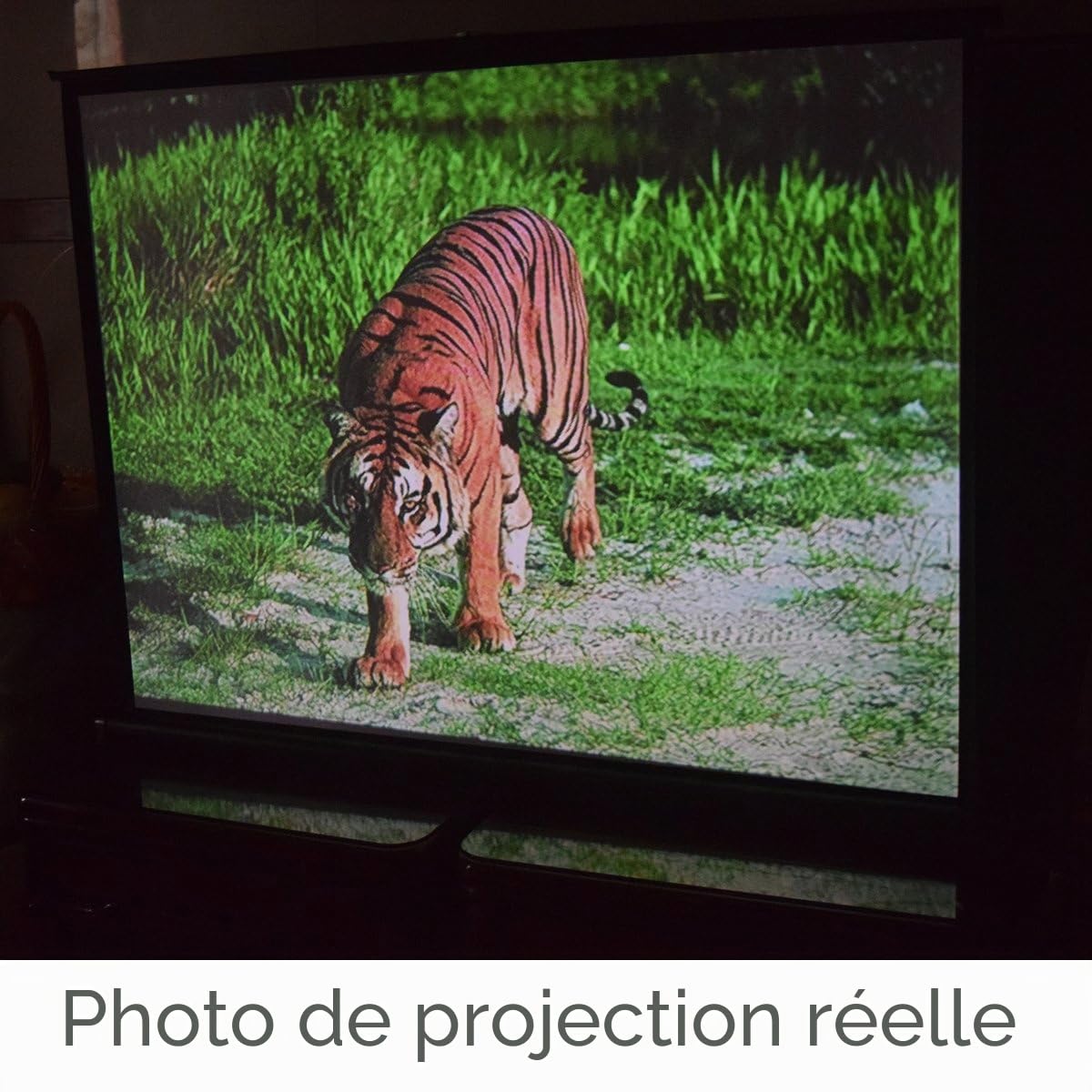 Cocar P1-SN50 Écran de Projection Portable de 50" pour projecteur LED/LCD/DLP Mini/Professionnel Style extractible Intérieur Extérieur Compatible 4:3/16:9
