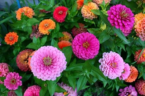 Miniatura 2 de Terry Zinnia Mezcla de semillas de doble flor para plantar alrededor de 100 semillas